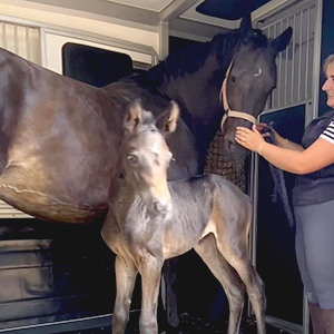 A professional rider on a horse